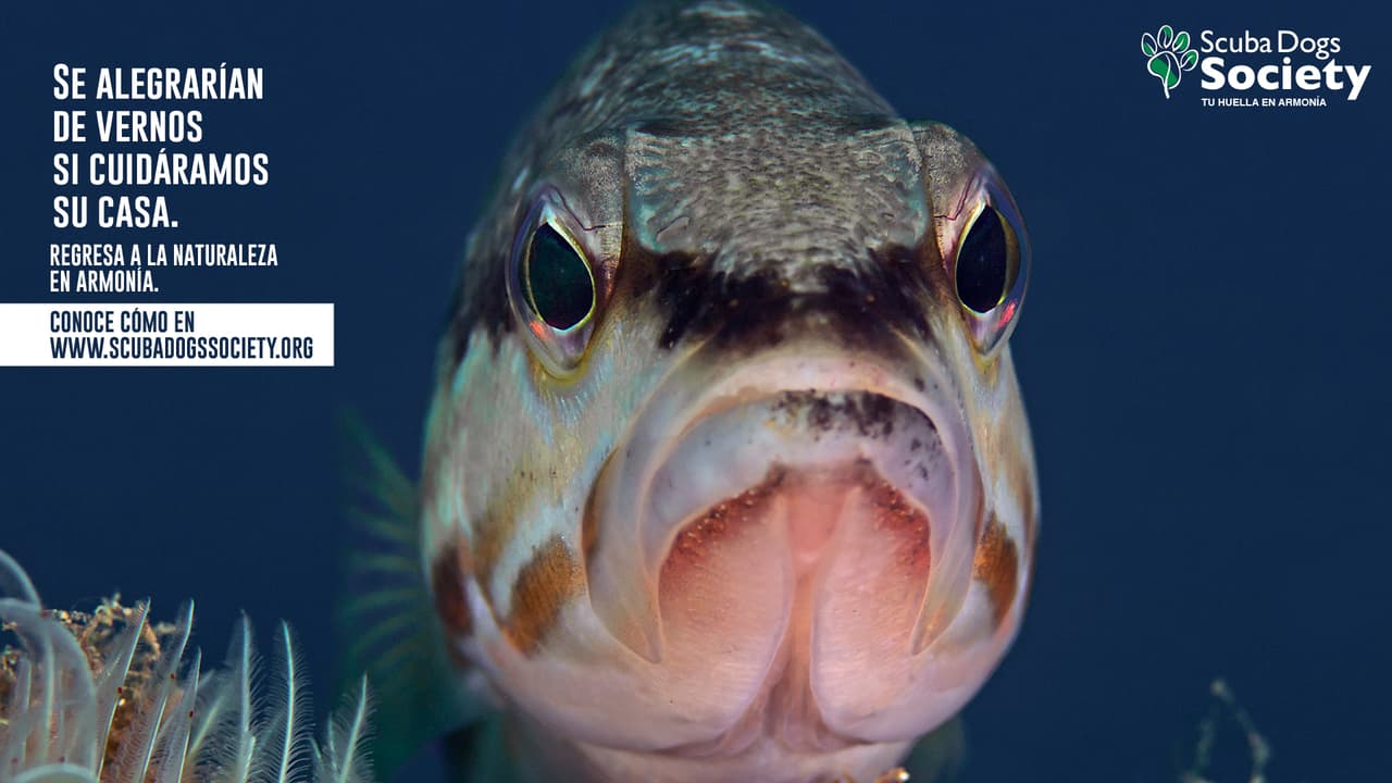 Las huellas hacen referencia a las actividades individuales y colectivas . En ellas se presentan recomendaciones sobre el distanciamiento físico en los espacios públicos.