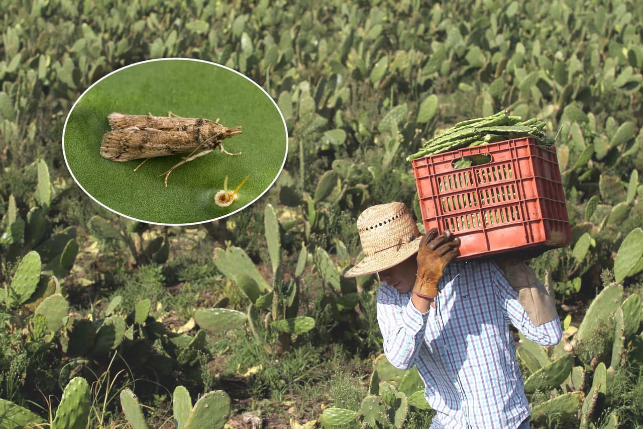 Una plaga amenaza los cultivos de nopales en México y científicos en Texas luchan para evitar que llegue