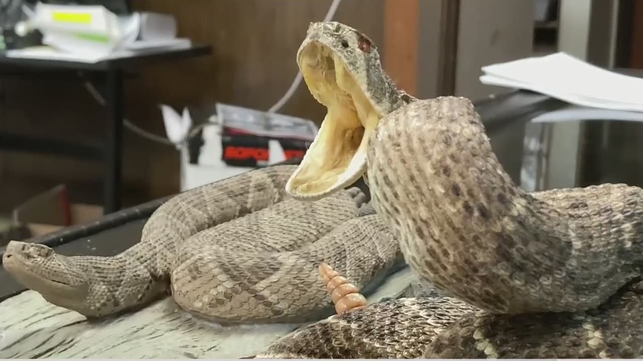 Con el aumento de las temperaturas en California, es común que las serpientes de cascabel salgan a caminos y senderos, por lo que expertos recomiendan evitar tocarlas, llamar a un guardabosques y alejarse con cautela.