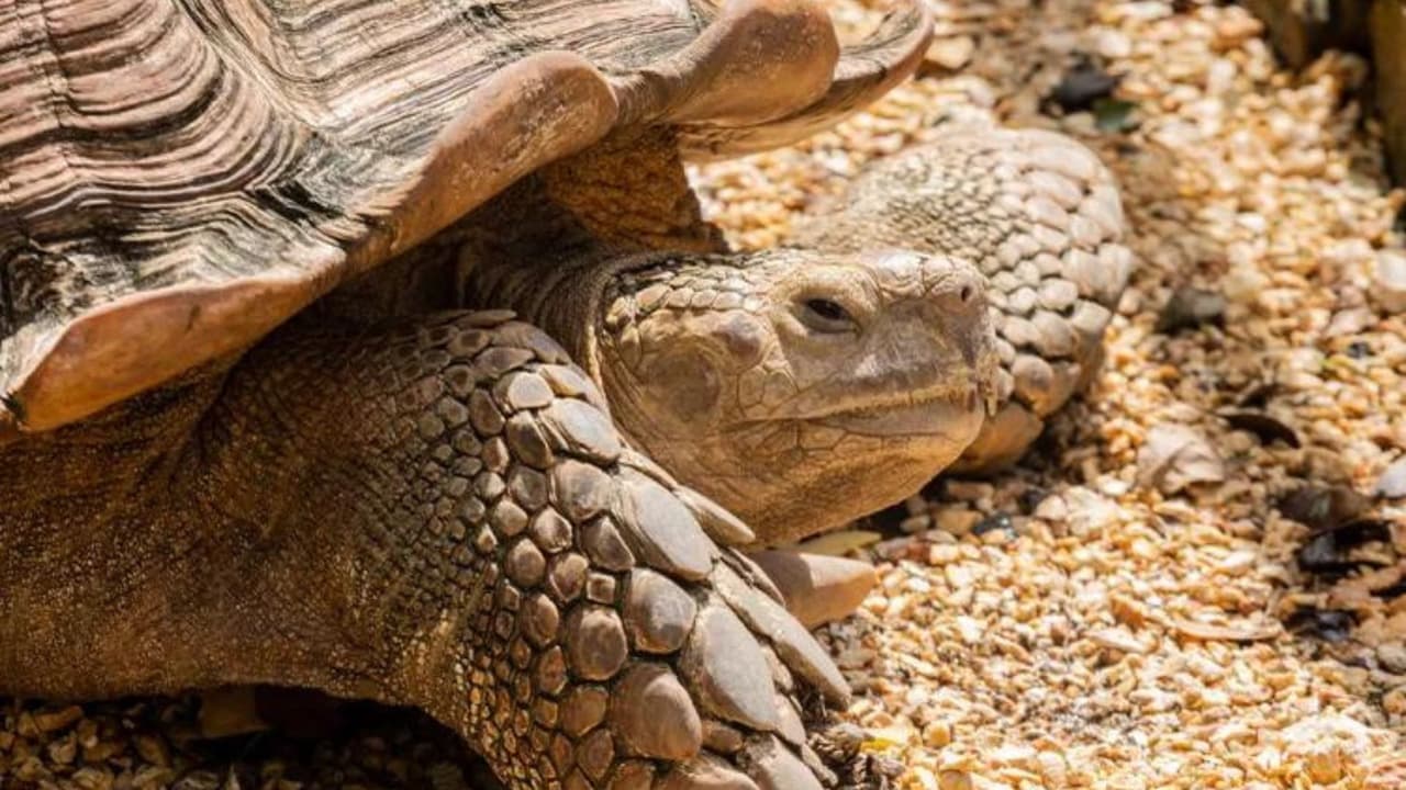 Explora el Planeta de la Biodiversidad, que presenta terrarios vibrantes, y el Planeta del Tiempo, que incluye un encantador pueblo en miniatura.