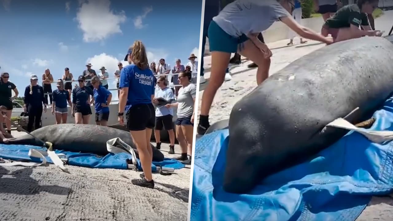 Él es Crumpet, el gran manatí rehabilitado que fue regresado al agua en Florida