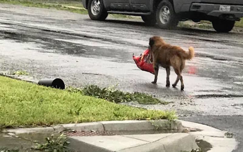 Otis, el perro que escapó de Harvey con su bolsa de comida y que se ha convertido en un héroe para los texanos
