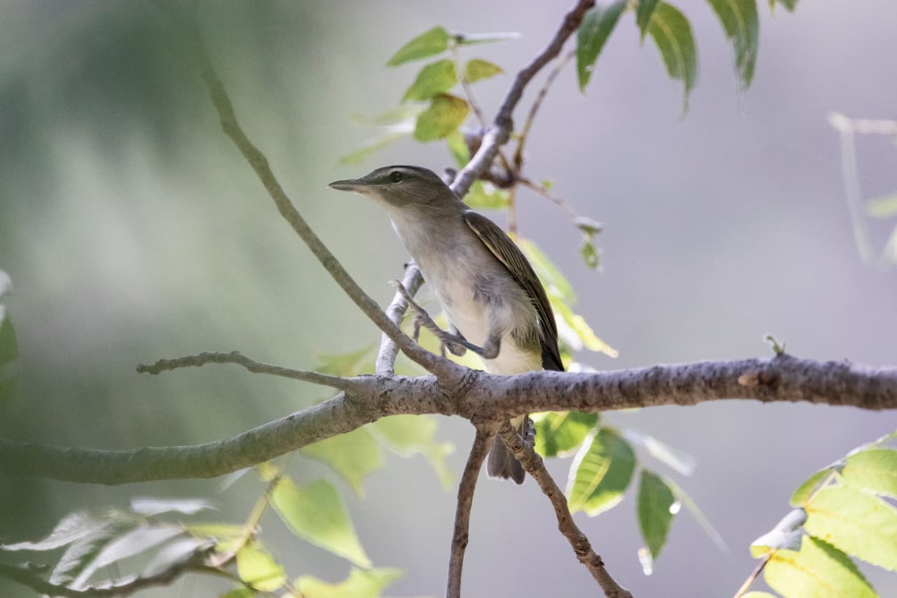Laas altas temeperaturas se combinan con la humedad y producirán condiciones de calor peligrosas.
