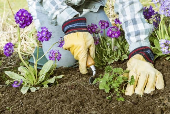 Cómo deshacerte de la mala hierba en tu jardín
