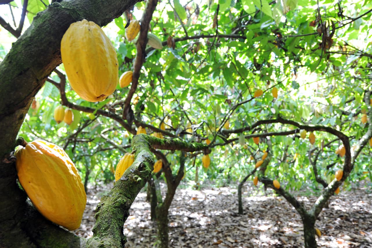 La planta del cacao es originaria de la cuenca del río Amazonas, pero con el paso de los años su cultivo se expandió a otros países y continentes.