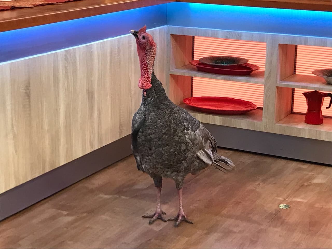 Nuestro amiguito estaba muy atento a lo que preparaba nuestro chef en la cocina.