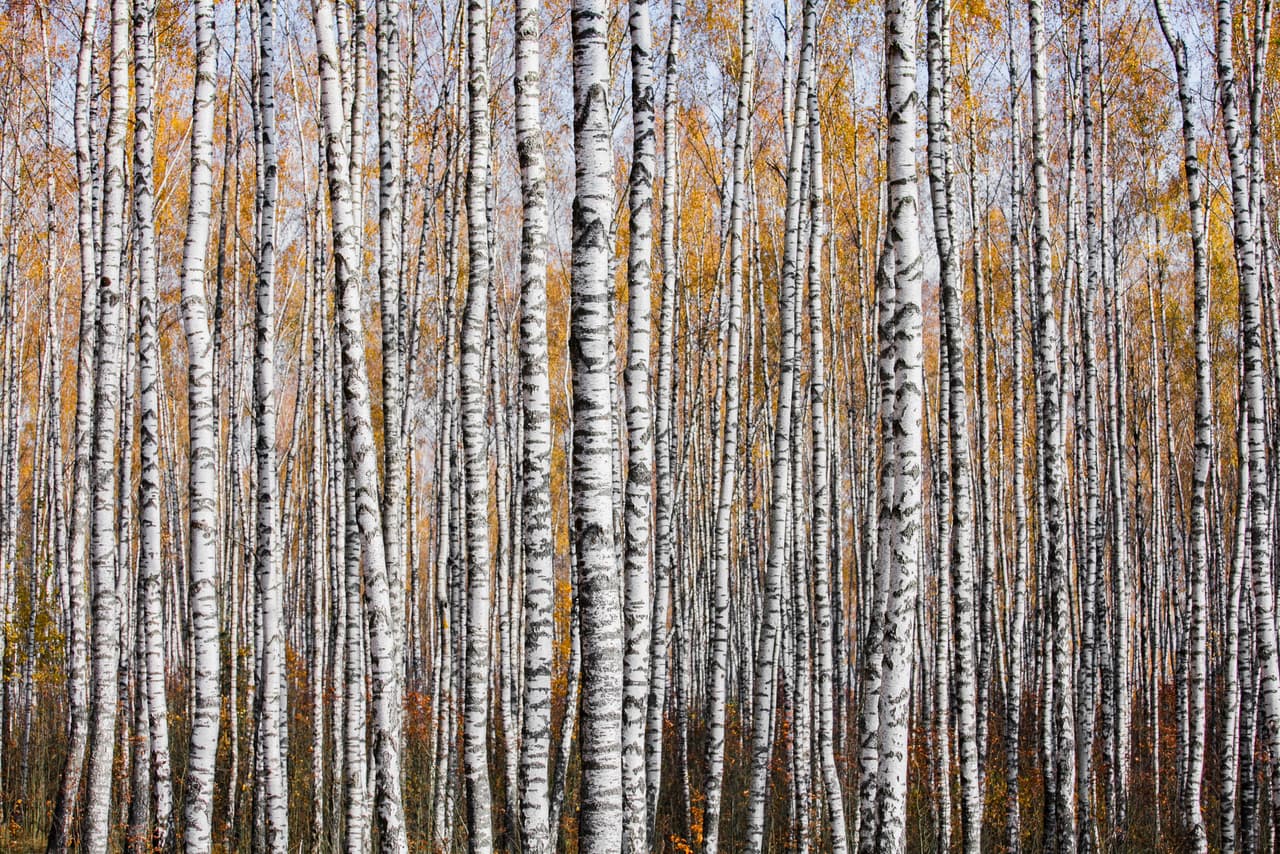 <b>PRIMER FINALISTA. 'Textura de Otoño'. </b>Foto tomada en Bielorrusia, región de Mogilev, un bosque de abedules en otoño.