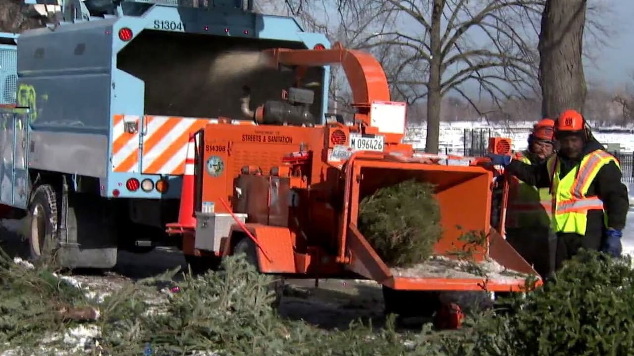 Terminó la temporada navideña, pero ¿qué hacer con los arbolitos naturales?