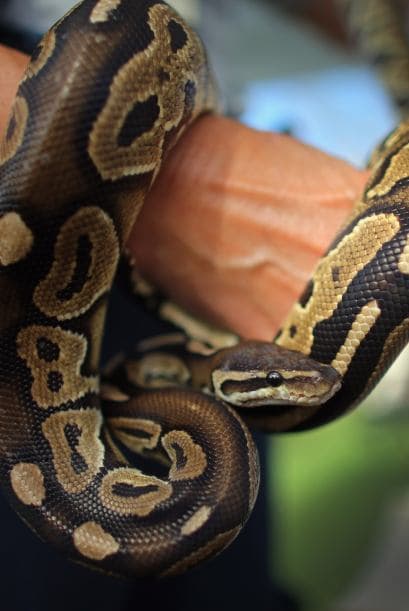 Los concursantes deberán entregar todas las serpientes que capturen a los oficiales de la FWC