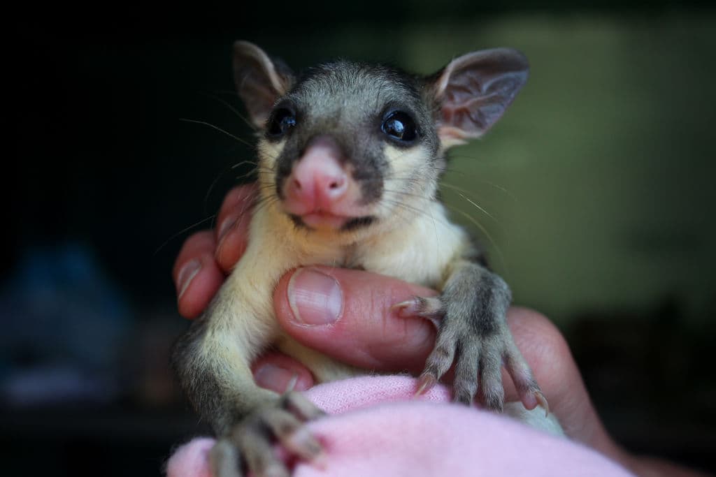 Barb Copus sostiene una zarigüeya bebé de cola de cepillo rescatada en el Parque de Vida Silvestre Kangaroo Island en la región de Parndana.