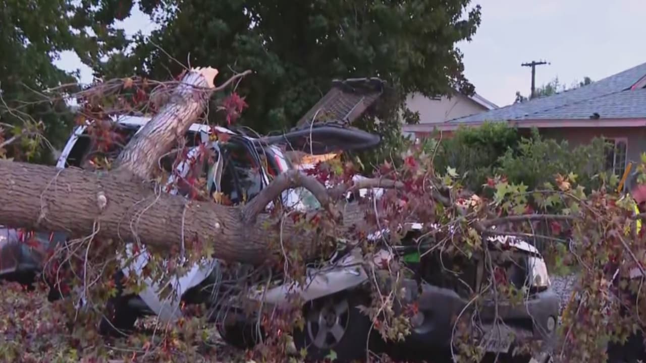 Árbol gigantesco cae sobre vehículo y deja una persona muerta en Winnetka, Valle de San Fernando