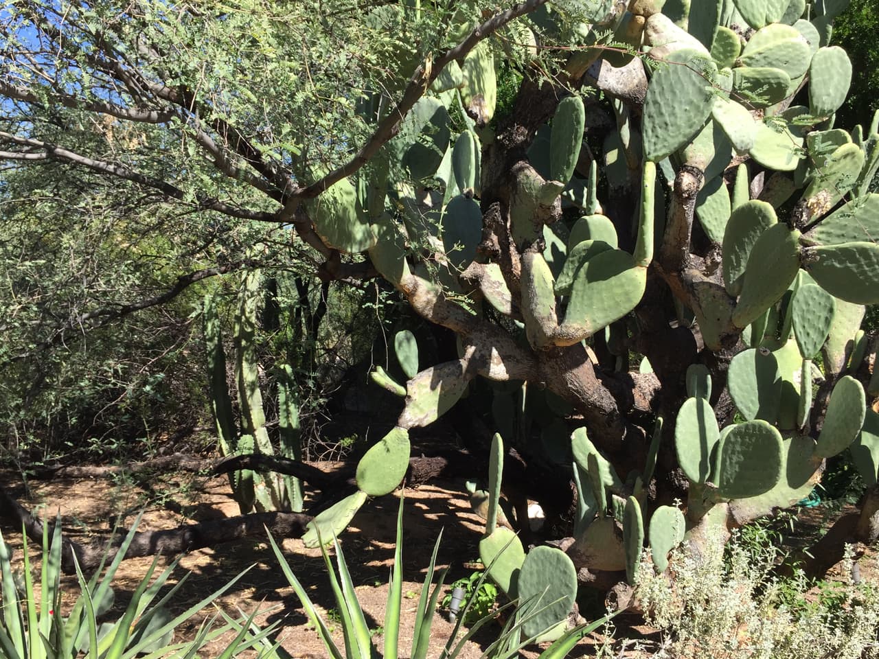 Los cactus del desierto forman parte de los jardines.