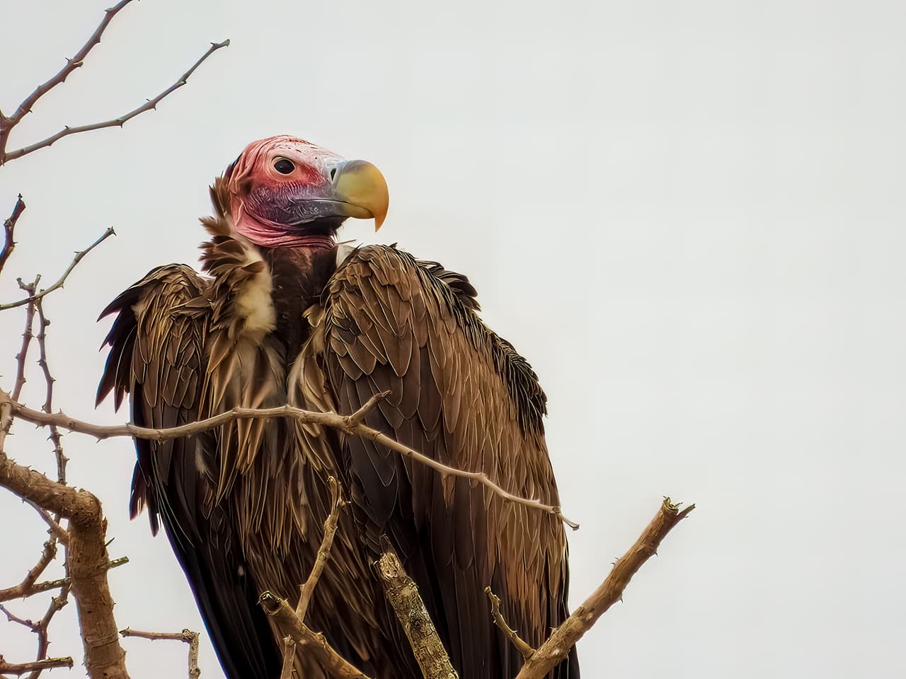 Un buitre orejudo, una especie considerada como "vulnerable", según la Unión Internacional para la Conservación de la Naturaleza (IUCN, en inglés).