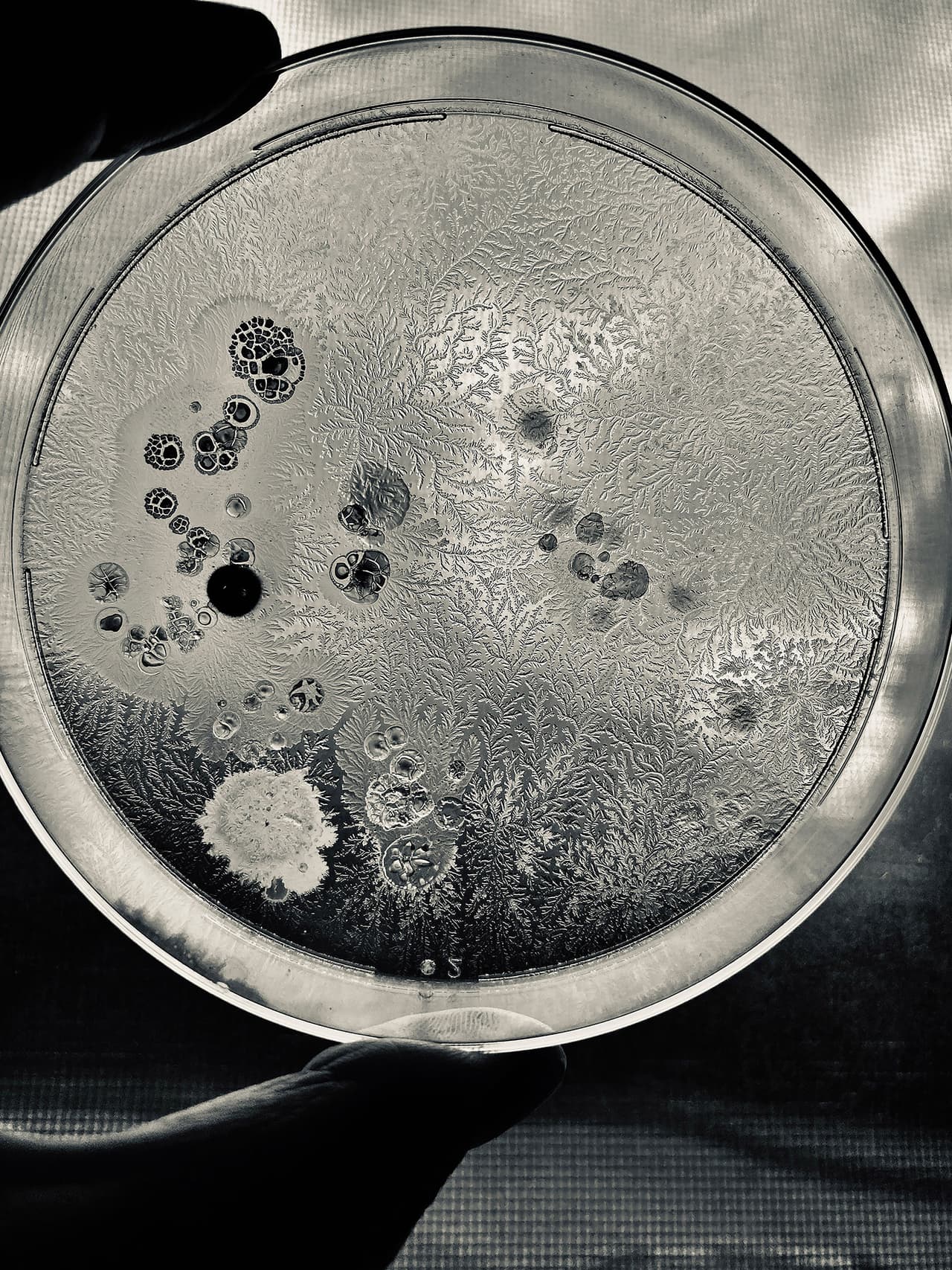 <b>‘Fractales’</b>
<br>
<br>“Los patrones en esta imagen son de la bacteria
<i>Bacillus subtilis</i>, cultivada en el laboratorio”, explica el premio. “Estos se forman según las condiciones del entorno de las bacterias y cómo se mueven las células bacterianas después de entrar en contacto entre sí”, agregó.
<br>
<br>Fue tomada en Reino Unido y resultó ganadora del segundo lugar en la categoría ‘fotógrafo jóven’.
<br>