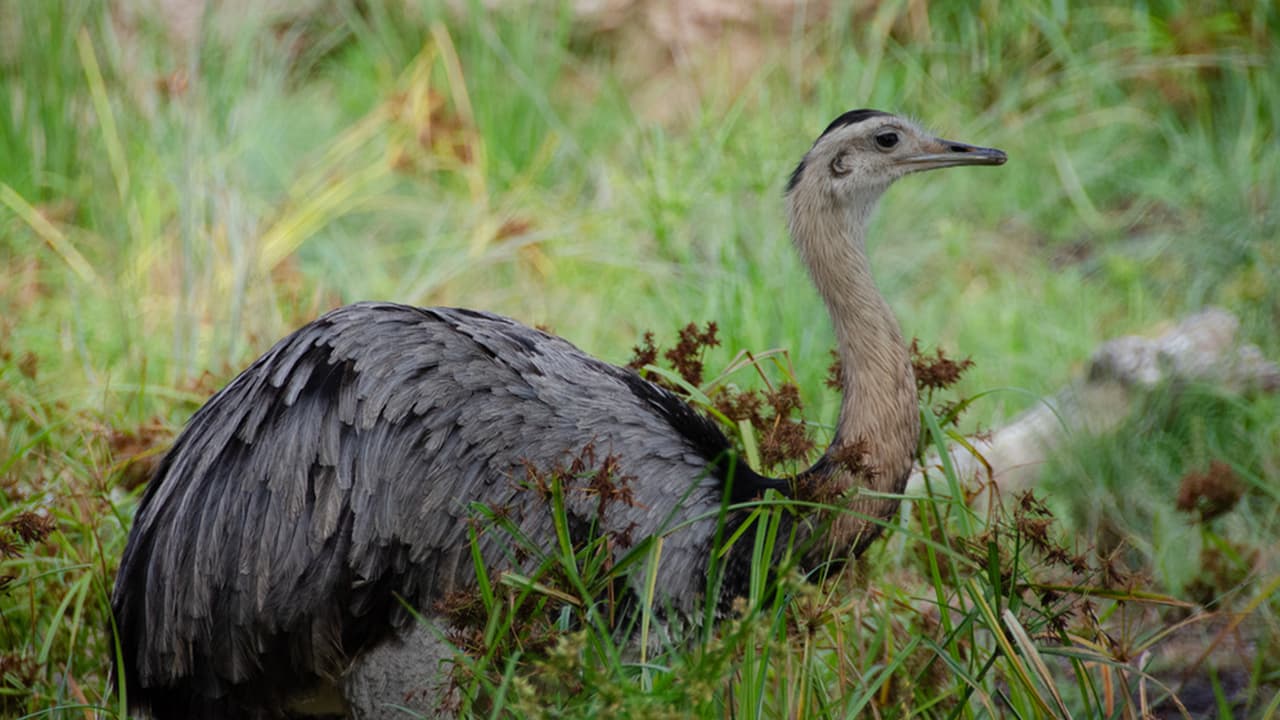 El Pantanal de América del Sur es parte de la serie de nuevos hábitats que planea el Zoológico de Houston, que culminará en su centésimo aniversario en 2022.