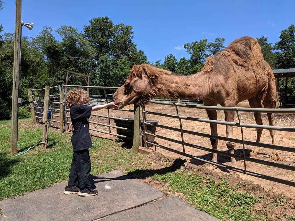 <a href="https://www.tripadvisor.com/AttractionProductReview-g34845-d11989440-North_Georgia_Wildlife_Park_Petting_Farm_General_Admission-Cleveland_Georgia.html"><b>Conéctate con la fauna</b></a>. Además del Zoo Atlanta, también podrías aprovechar el verano para ir al North Georgia Wildlife Park & Petting Farm, ya que con un guía podrás aprender más sobre los canguros, caimanes, serpientes y muchos otros animales más que llaman hogar a este zoológico.