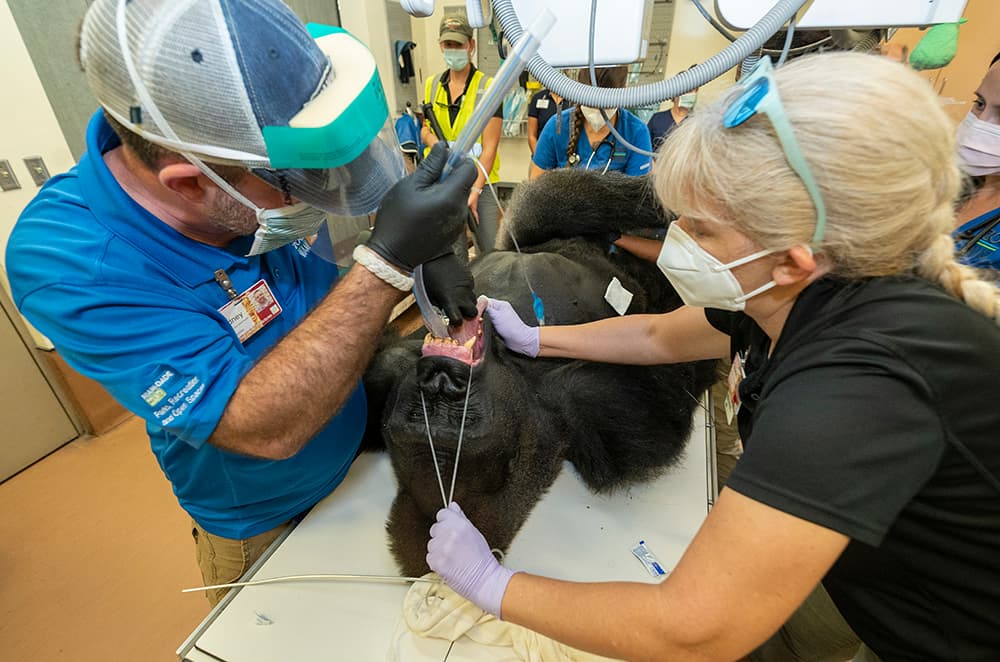 Al simio le hicieron un ultrasonido del corazón, le practicaron un examen físico y le sacaron la sangre.