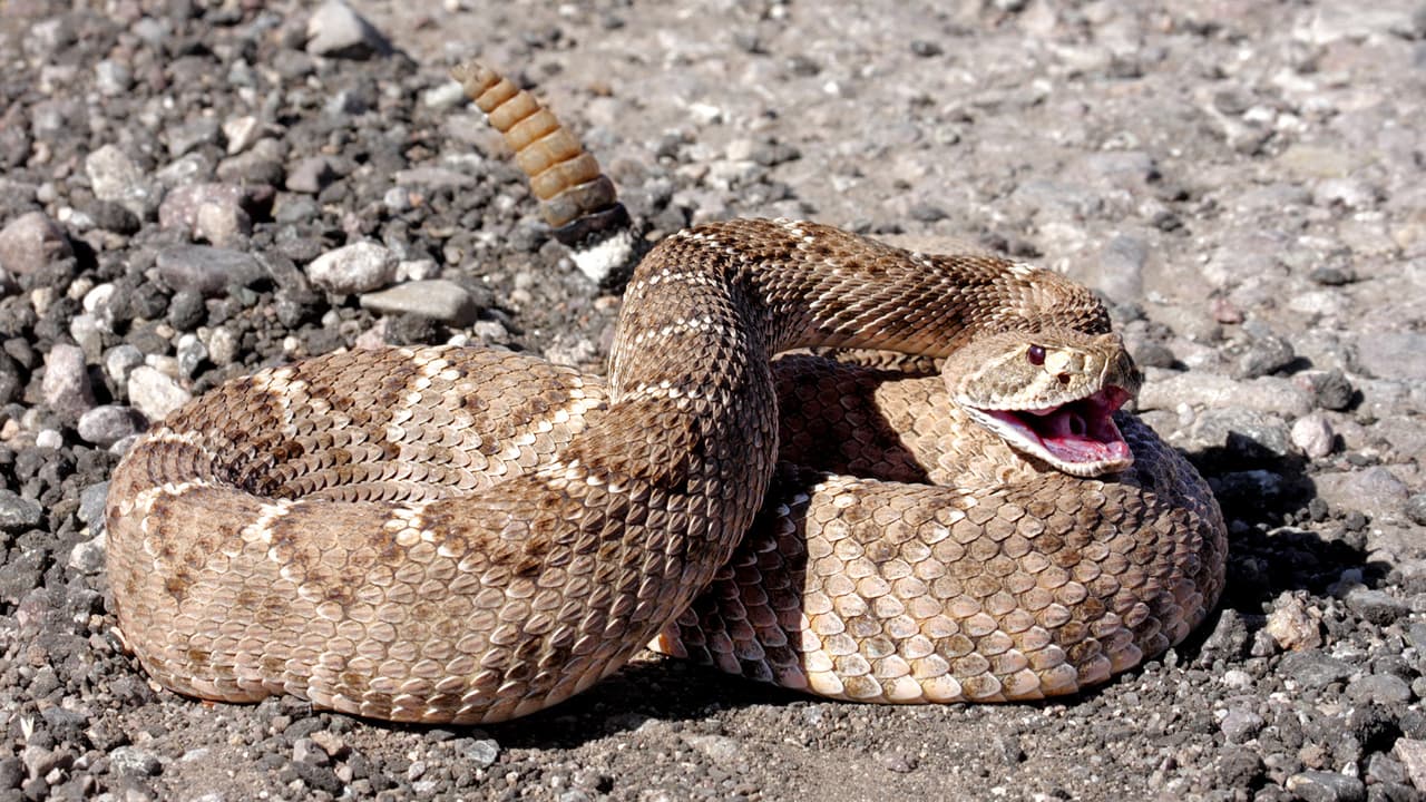 Niño de 3 años sufre la mordedura de una serpiente de cascabel en Scottsdale