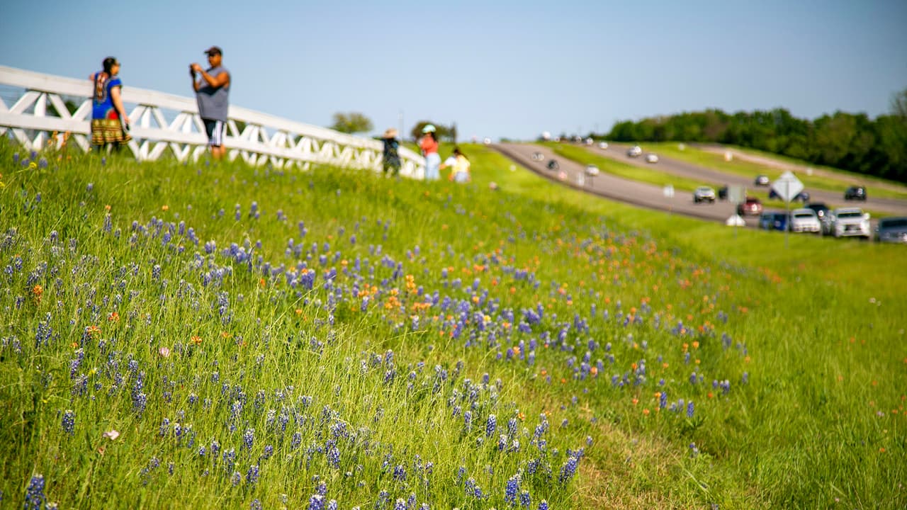 En las carreteras de Texas, es normal por esta época ver a decenas de viajeros hacer una parada para tomarse una foto con los campos llenos de Bluebonnets. Es importante tener precaución al hacerlo y estacionarse en un lugar seguro de la vía.