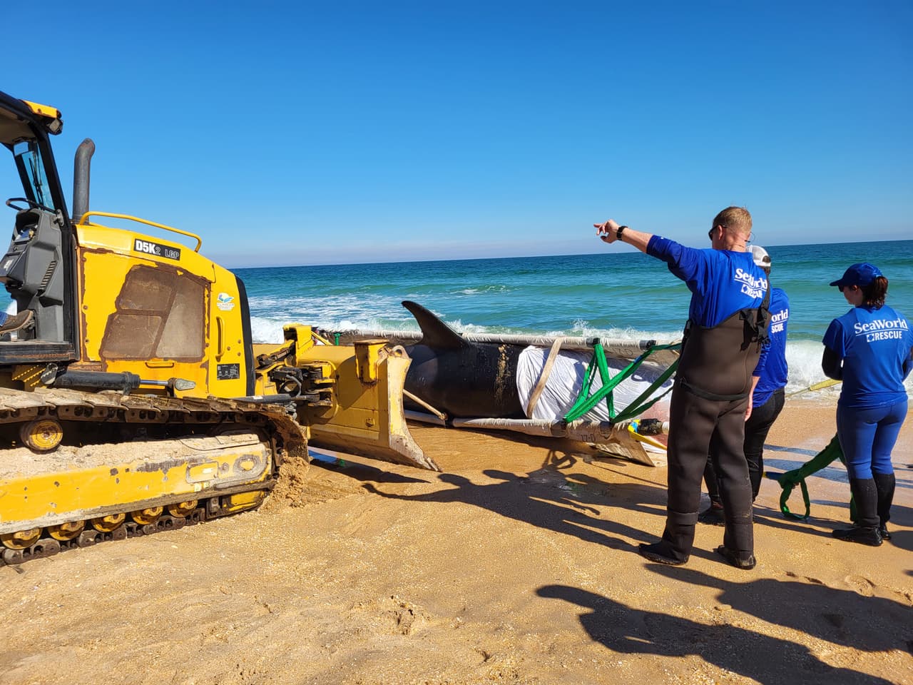 La ballena asesina de más de 7,000 libras de peso y 21 pies de largo fue localizada la mañana del 11 de enero al sur de Jungle Hut Park en Palm Coast, de acuerdo con informes iniciales del Alguacil del condado Flagler. La Administración Nacional Oceánica y Atmosférica señaló a través de un comunicado que la ballena era una hembra de edad adulta y que no tenía algún indicio de interacción con humanos o golpes, además se detectaron algunos "signos de enfermedades". Los detalles de la causa de la muerte de la ballena asesina que apareció en la costa de Florida serán dados a conocer una vez que se concluya la necropsia y los estudios de laboratorios correspondientes.