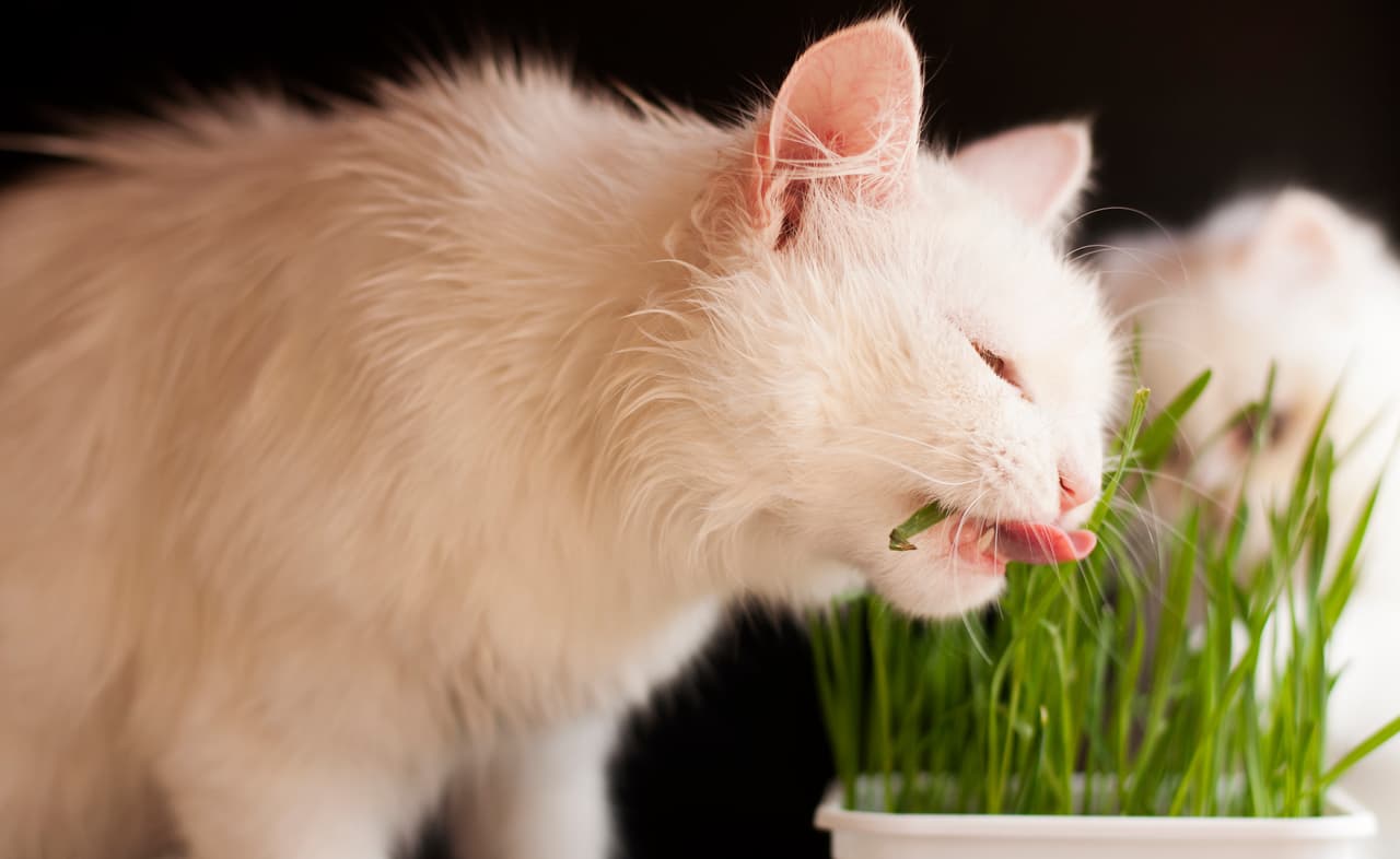 Algunos creen que los gatos se comen todo lo verde que encuentran para eliminar las bolas de pelo, aunque esto aún no está comprobado.