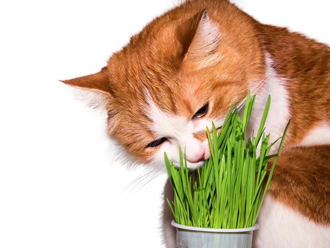 Él no se lleva al hocico pasta, arroz o postres innecesarios. ¡Lo que quiere es carne!