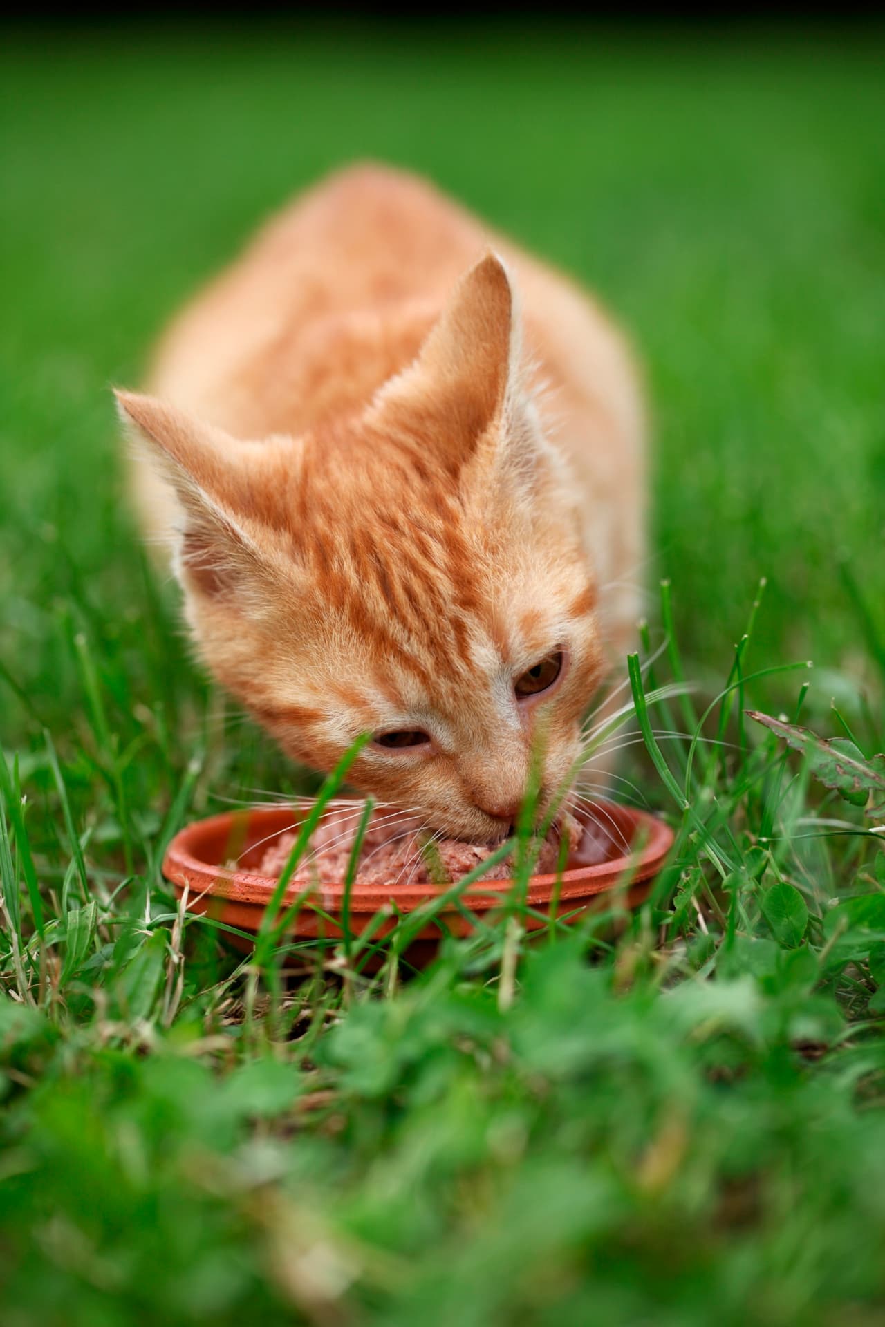 Si tu gatito las mordisquea, ¡asegúrate que sea las adecuadas!