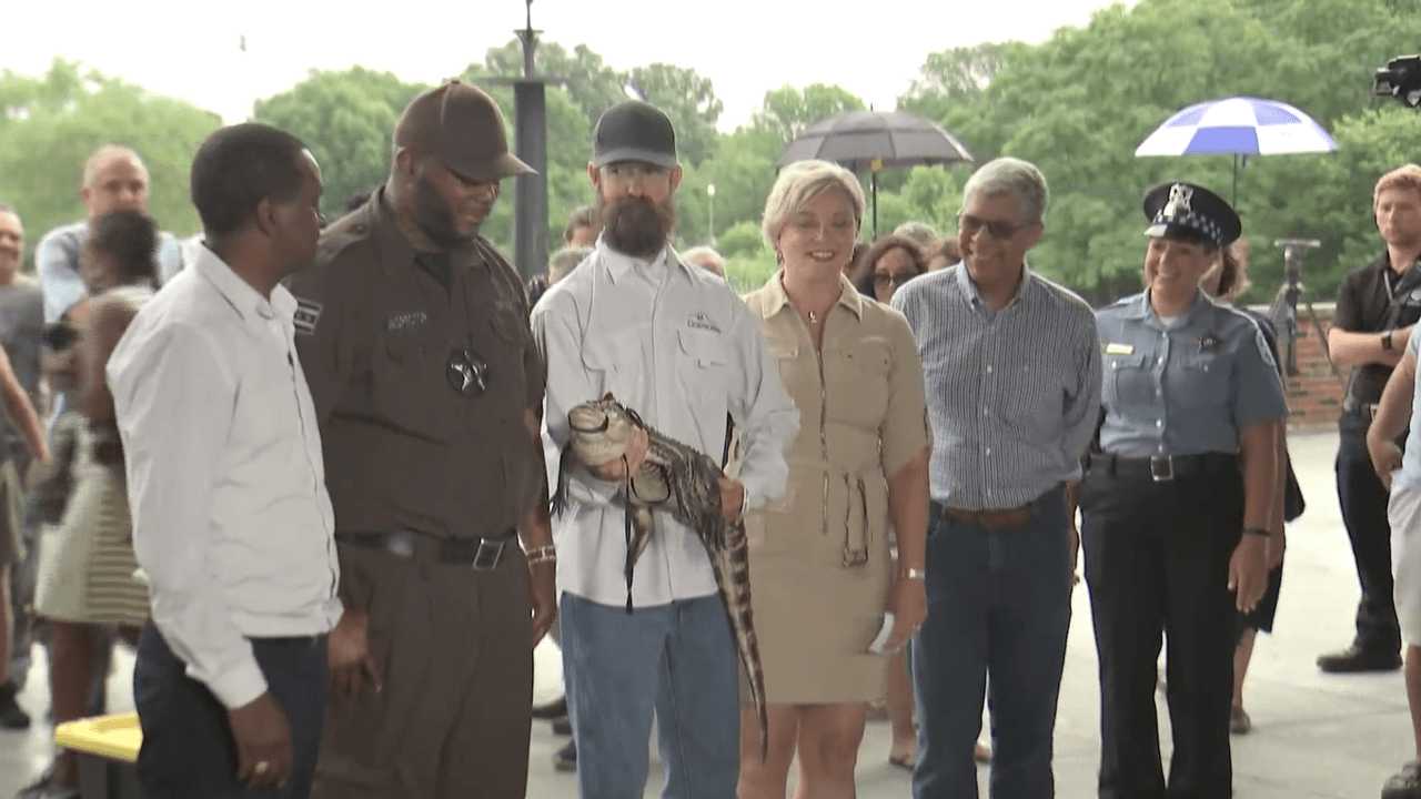 <a href="https://www.univision.com/local/chicago-wgbo/el-caiman-de-humboldt-park-finalmente-ha-sido-capturado">El caimán de Humboldt Park fue capturado.</a> Frank Robb, un experto de Florida fue contratado por la ciudad de Chicago para atrapar a este animal de 5'3".