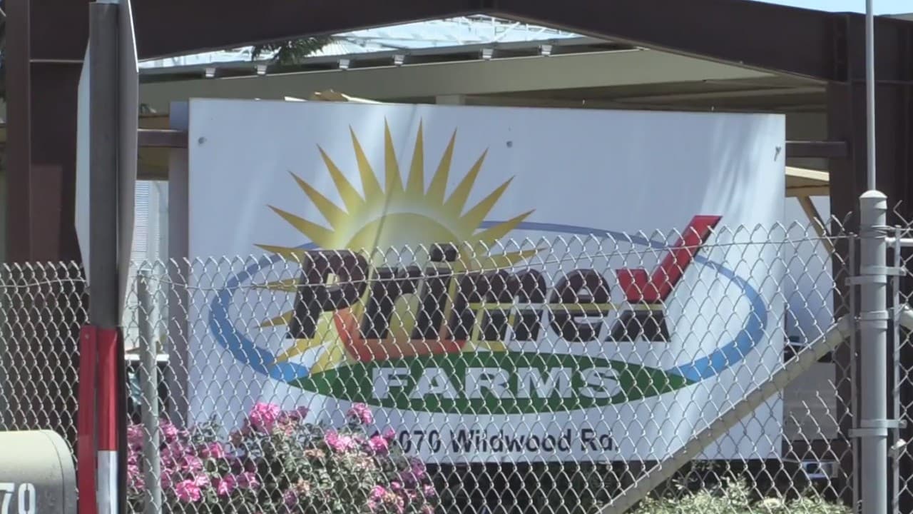 Contagios de coronavirus por brote en Primex Farms alcanza más de 100 entre empleados y sus familias