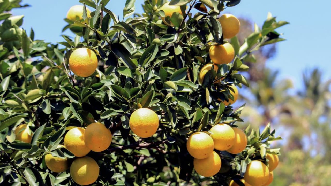 Entregarán árboles gratis a residentes de San Antonio