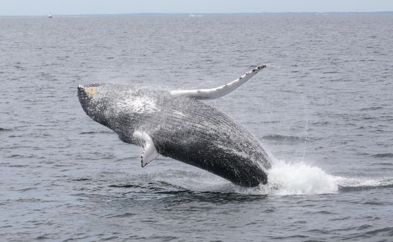 La asociación pidió a los neoyorquinos cuidar la zona de la costa y evitar tirar basura y desechos que pueden dañar a estas especies.
<br>