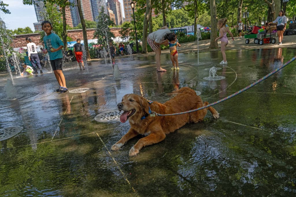 Y las mascotas no se han quedado atrás.