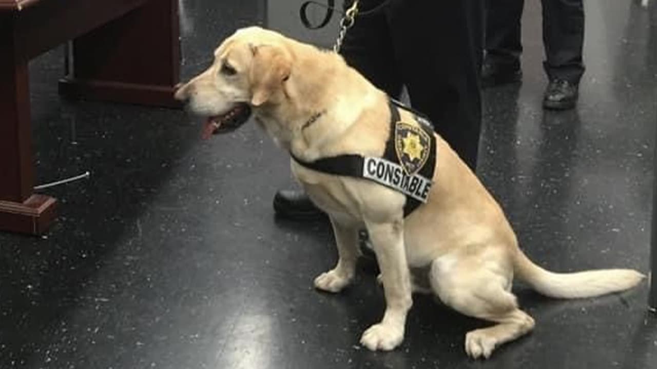 Buzz se retiró en 2016, y se fue a vivir con familia de su manejador final S. Newton hasta su muerte.