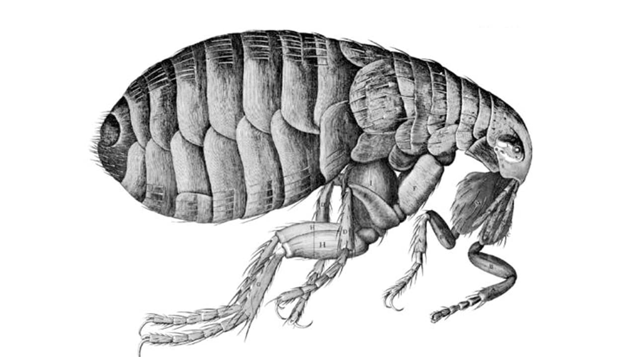 Alerta en Arizona por la presencia de pulgas portadoras de la peste bubónica