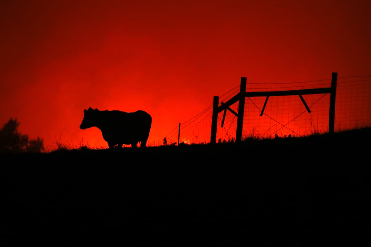 Desde el incio de la semana, las llamas del incendio Kincade tocan las puertas de ciudades como Geyserville, uno de los principales frentes de contención y una de las muchas comunidades de las que han escapado más de 185,000 personas.