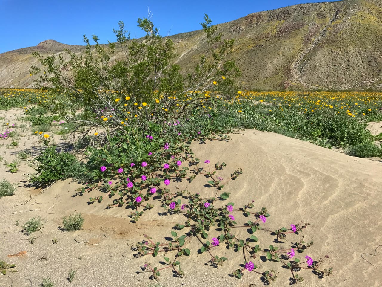El parque Anza-Borrego está situado en la ciudad de Borrego Springs, una comunidad situada en el condado de San Diego.
