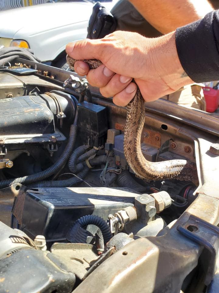 La boa nativa fue hallada dentro de un carro en el pueblo de Carolina.