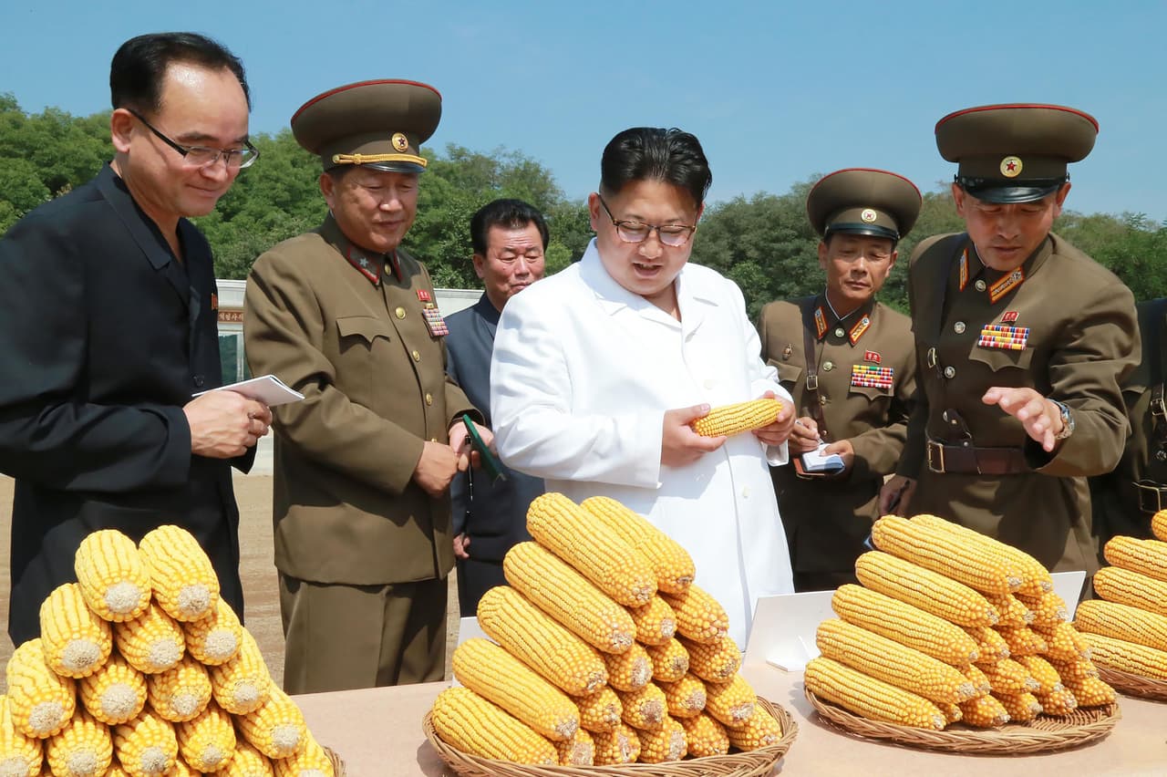 <b>Alimentos para el pueblo.</b> Kim Jong-Un verifica la calidad del maíz cultivado en una granja militar. 13 de septiembre de 2016.