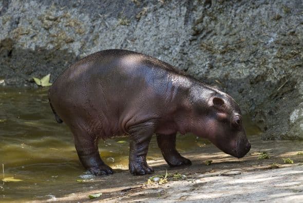 Autoridades ambientales mexicanas reportaron que nació sin complicaciones y como es natural en su especie, bajo el agua.