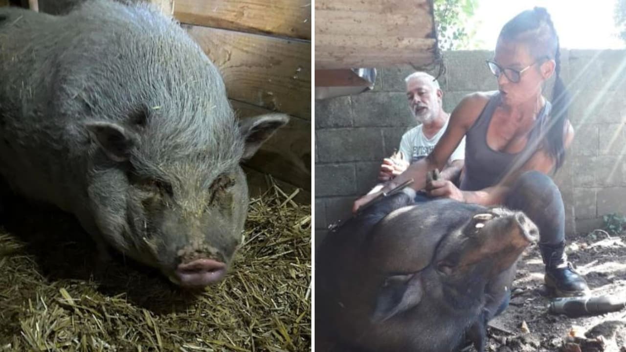 Mujer deja su trabajo para dedicarse al pedicure para cerdos y asegura que es todo un éxito.