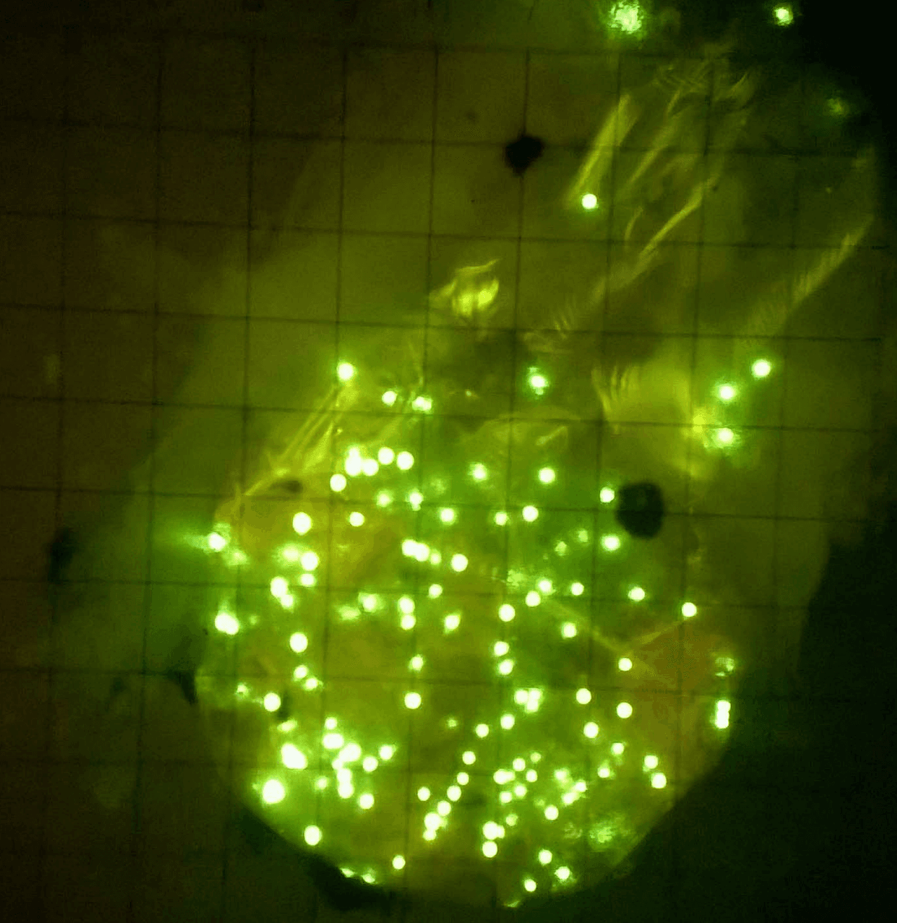 Estómago de un crustáceo misidáceo lleno de microesferas fluorescentes en un estudio de laboratorio.
<br>Foto : Maiju Lehtiniemi - Greenpeace