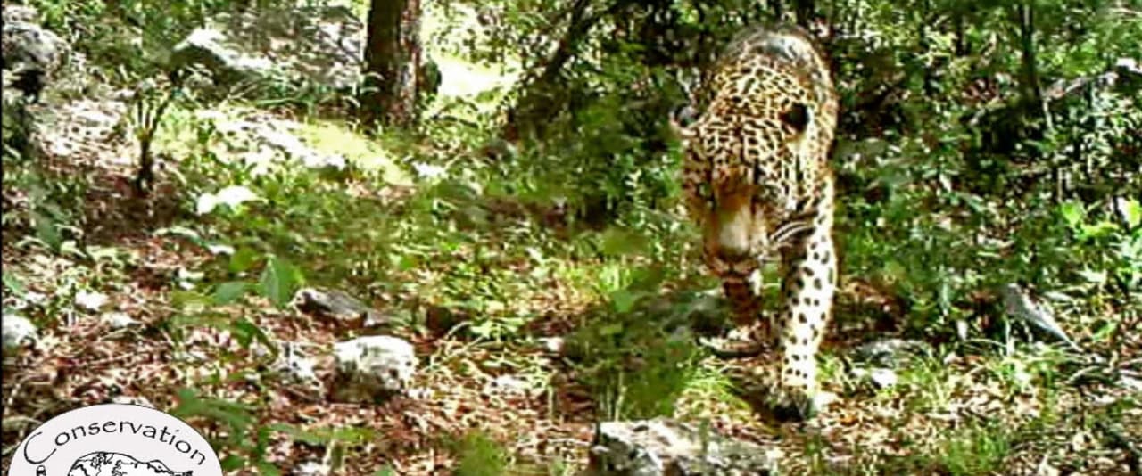 El Jefe: el último inmigrante 
