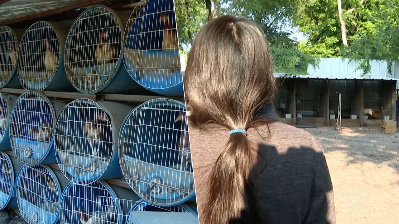 “Hasta risa les daba cuando los cachaban”: vecina dice que funcionarios sacrificaron sus gallinas