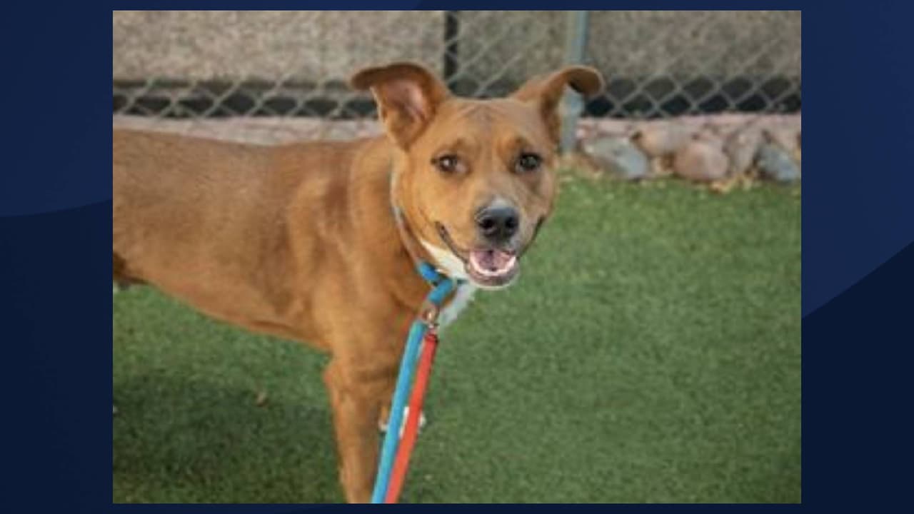 Nombre: POSEY
<br>Se estima que tendrá unos 2 años. Para obtener más información sobre este pequeña, 
<a href="https://apps.pets.maricopa.gov/adoptablepets/DetailPage.aspx?RecordLocator=A4582148" target="_blank">haga clic aquí. </a>