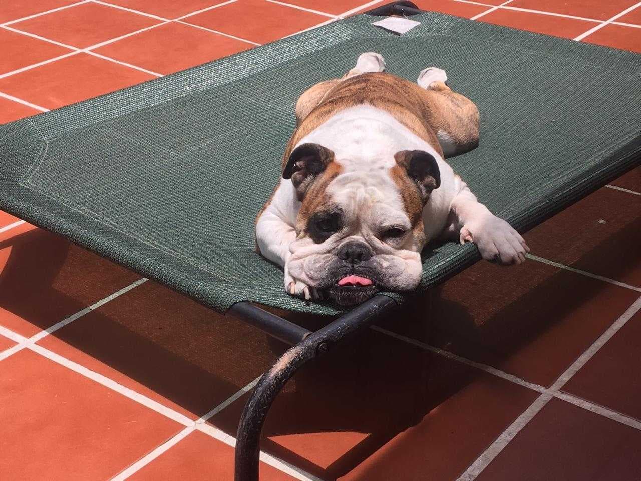 Esta 'diva' se llama Paprika y es la consentida de Alejandra Ramos, productora digital de Univision Los Ángeles.