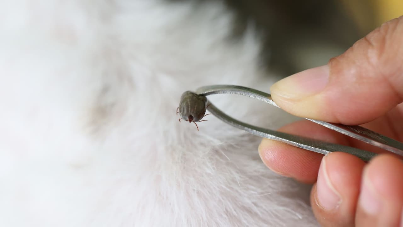 <b>¿Qué pasa si tienes otros perros? </b>Asegúrese de 
<b>eliminar todas las garrapatas</b> del perro afectado y comience el 
<b>tratamiento preventivo </b>para todas las demás mascotas lo antes posible. Según la Universidad de Rhode Island, ciertas especies de garrapatas, como la garrapata del perro americano, pueden tener hasta tres huéspedes diferentes en un ciclo de vida
<br>