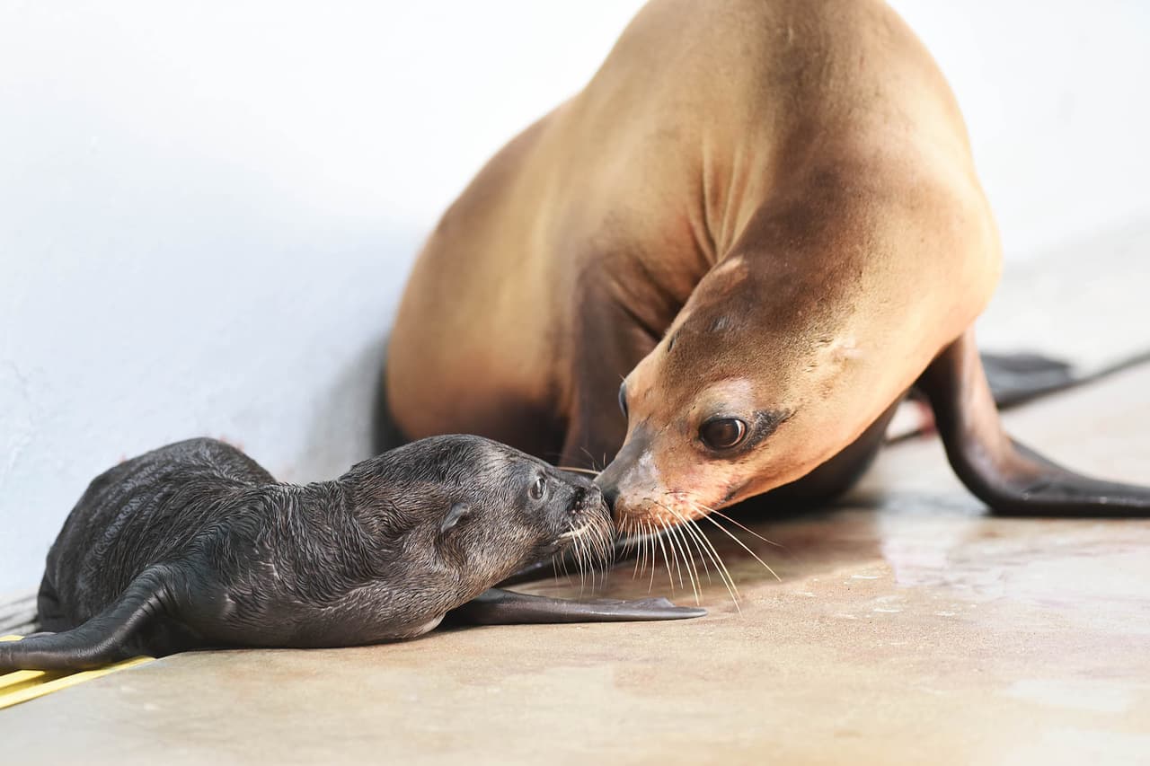 Se trata de los primeros leones marinos de esta especie nacidos en el zoológico en 30 años.