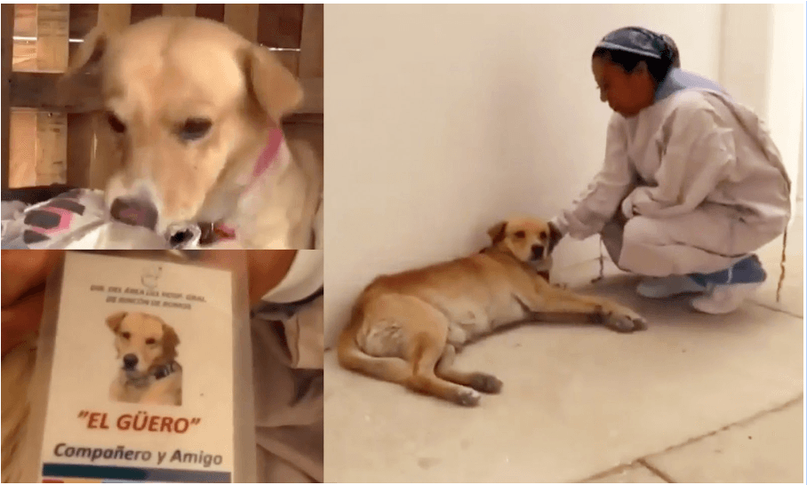 Perrito espera a su dueño afuera del hospital sin saber que murió: Lo más triste que verás hoy
