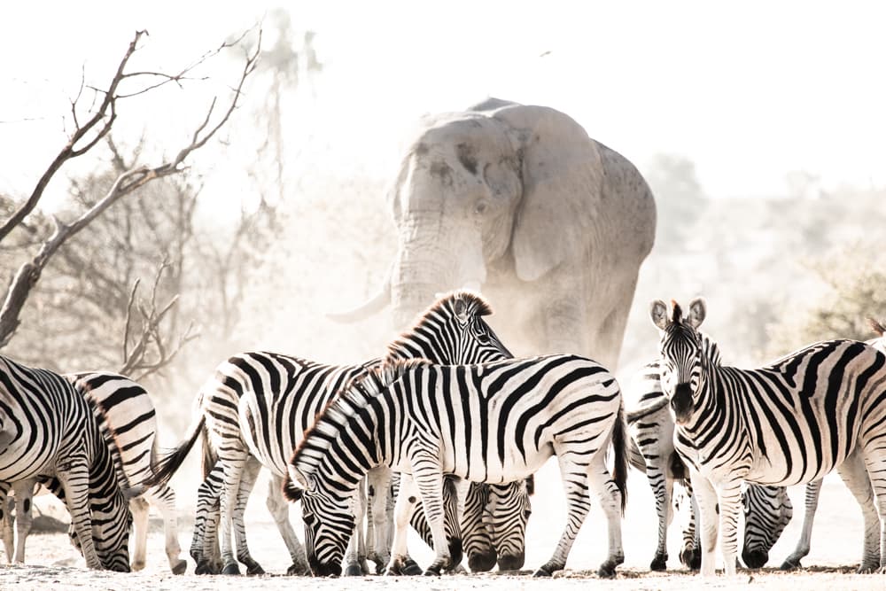 La migración de cebras tiene lugar después de las lluvias de diciembre y enero que, en febrero y marzo, han transformado la extensión árida de las enormes salinas en un paraíso de arroyos poco profundos, charcos grandes como estanques y vibrantes vistas verdes.