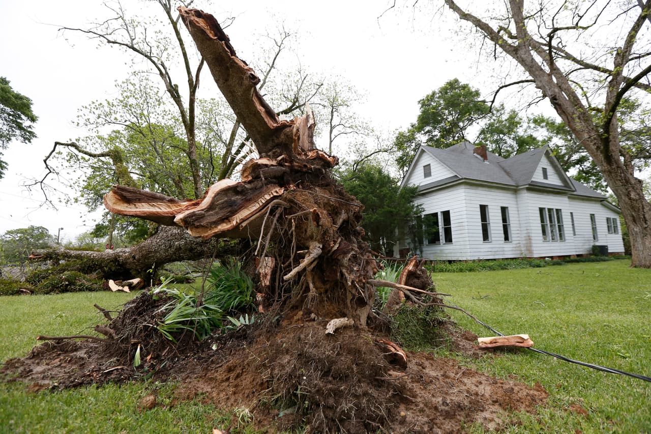 Los fuertes vientos de la tormenta del sábado arrancaron este viejo roble en Flora, un poblado de Mississippi. Este domingo los residentes intentaban limpiar el área.